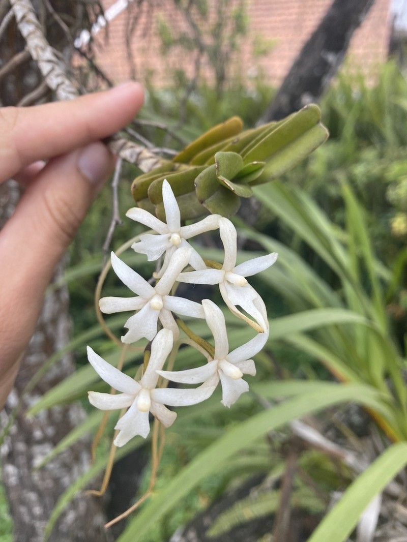 Ypsilopus amaniensis