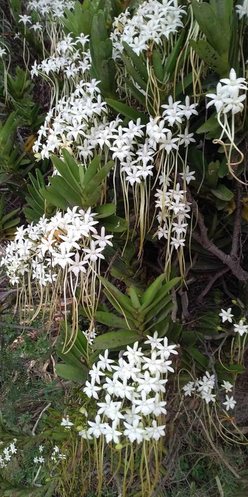 Ypsilopus amaniensis photo 2