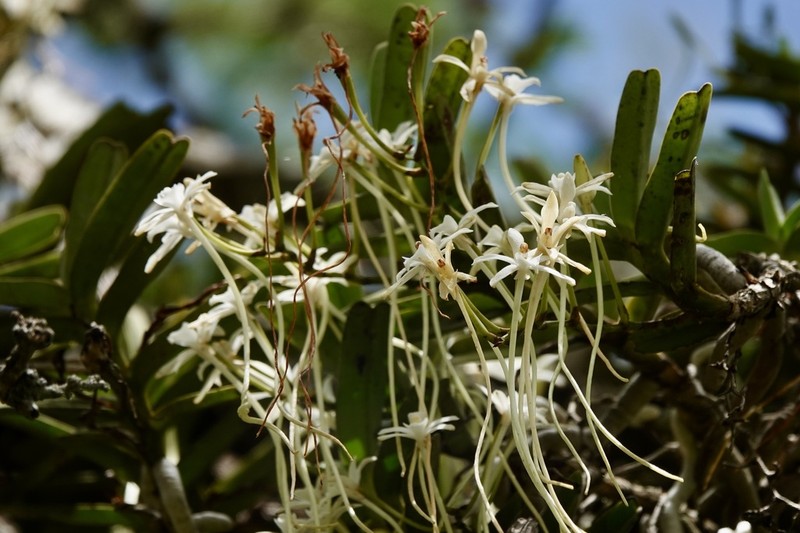 Ypsilopus amaniensis photo 3