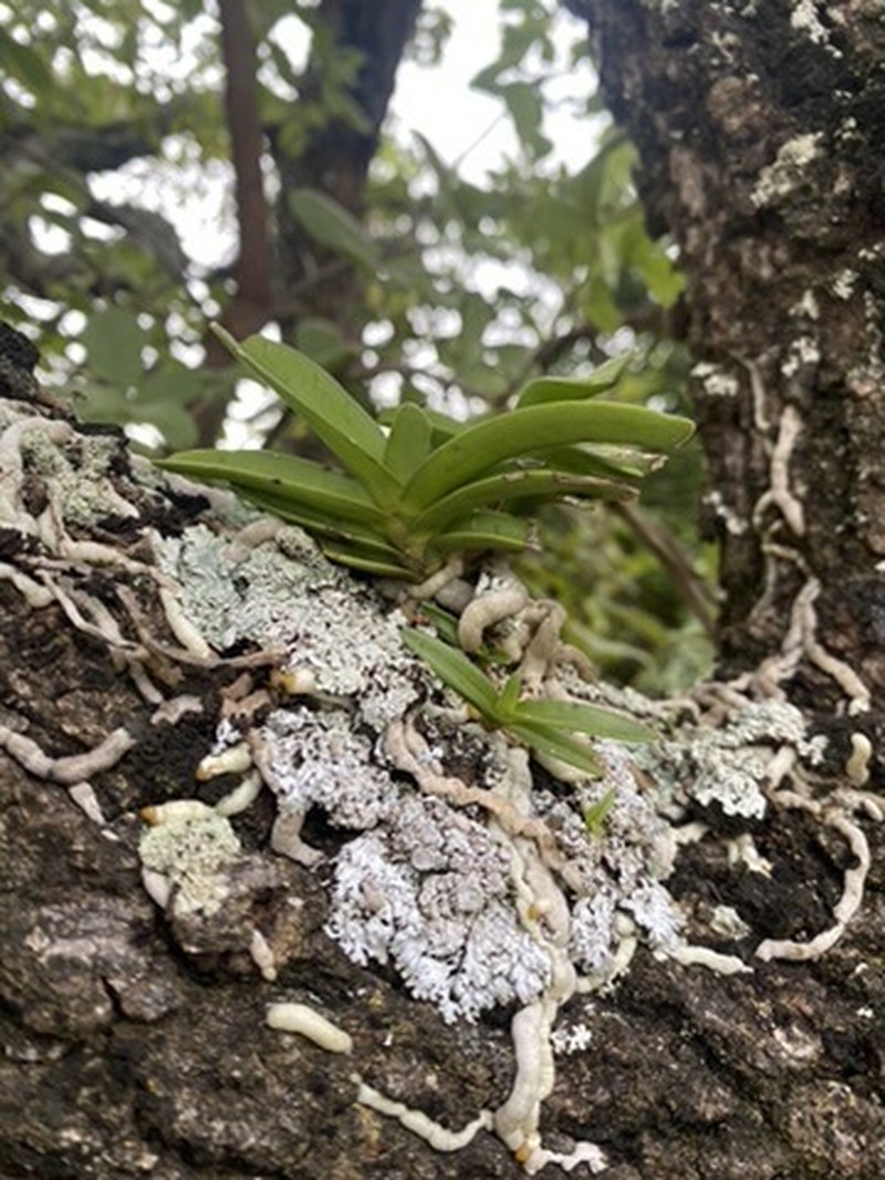 Ypsilopus amaniensis photo 4