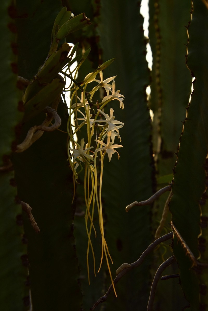 Ypsilopus amaniensis photo 5