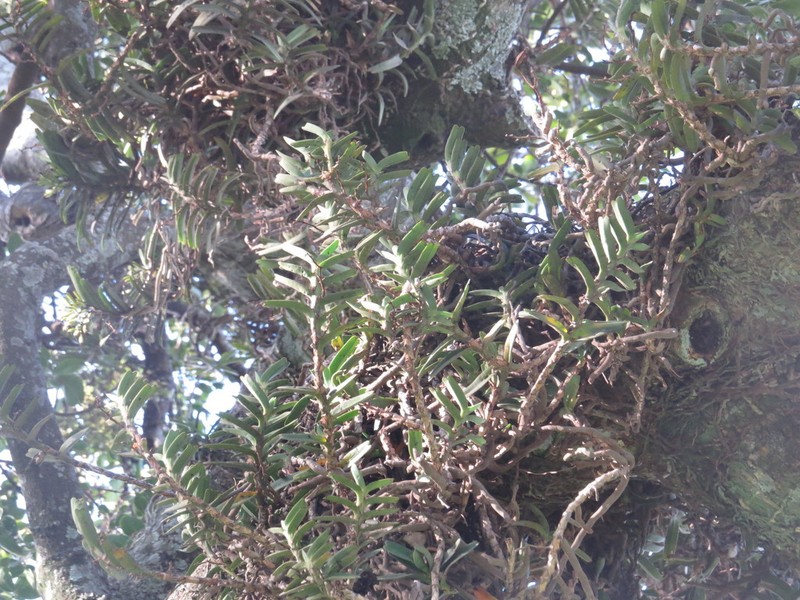 Ypsilopus amaniensis photo 8