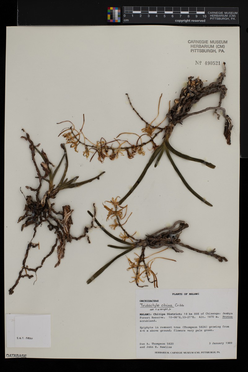 Ypsilopus citrinus