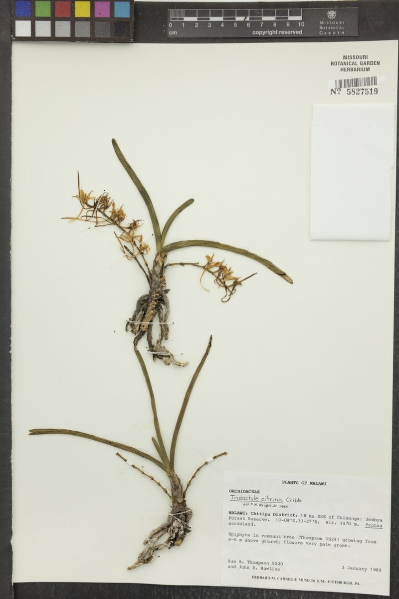 Ypsilopus citrinus photo 2