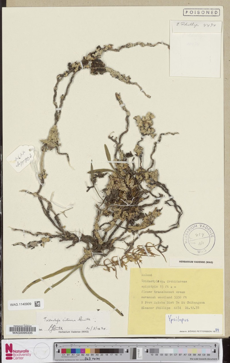 Ypsilopus citrinus photo 3
