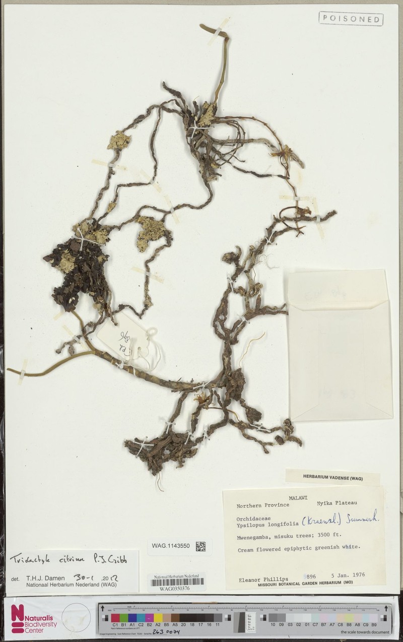 Ypsilopus citrinus photo 4