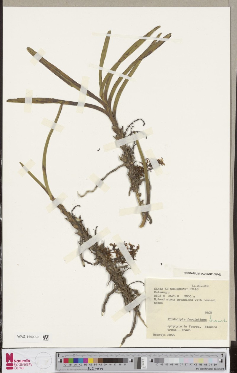 Ypsilopus furcistipes