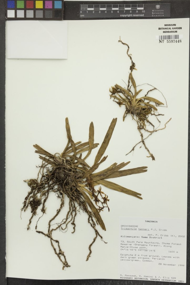 Ypsilopus tanneri