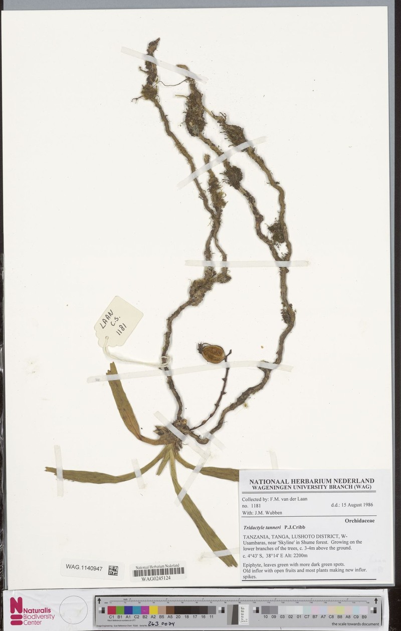 Ypsilopus tanneri photo 2