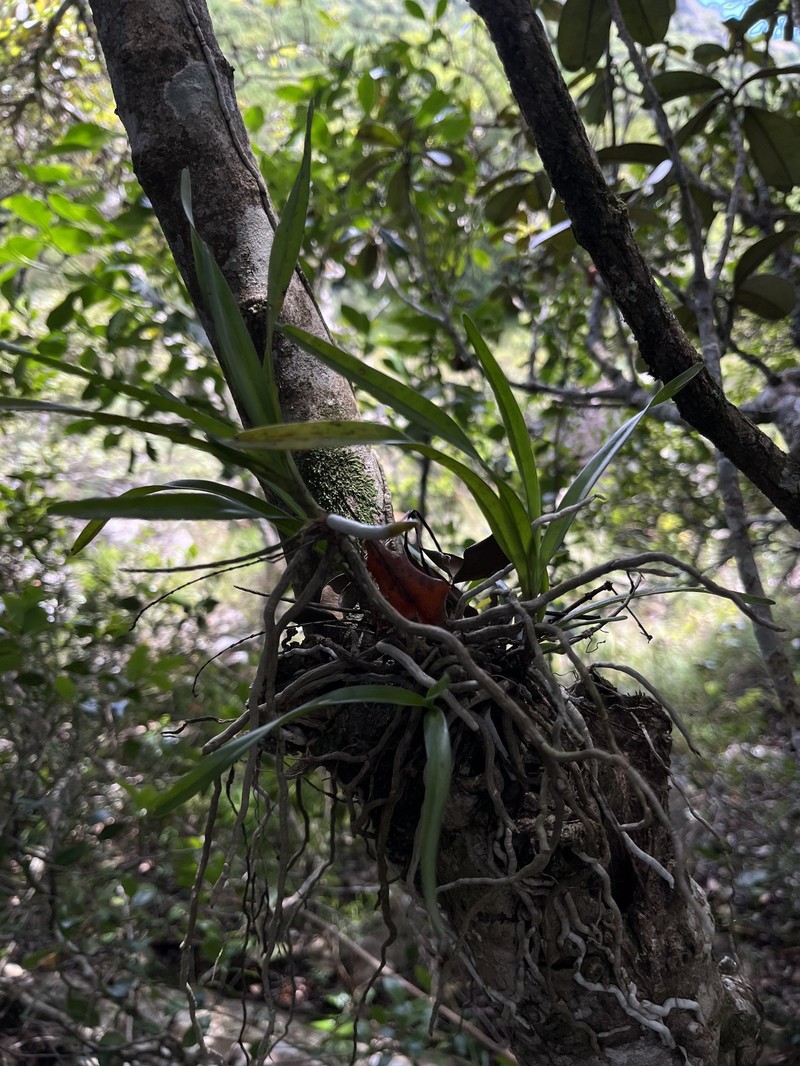 Ypsilopus tricuspis
