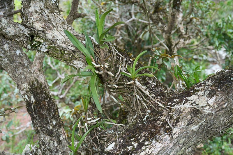 Ypsilopus tricuspis photo 2