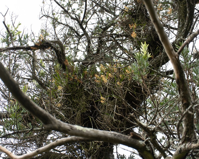 Ypsilopus tricuspis photo 3