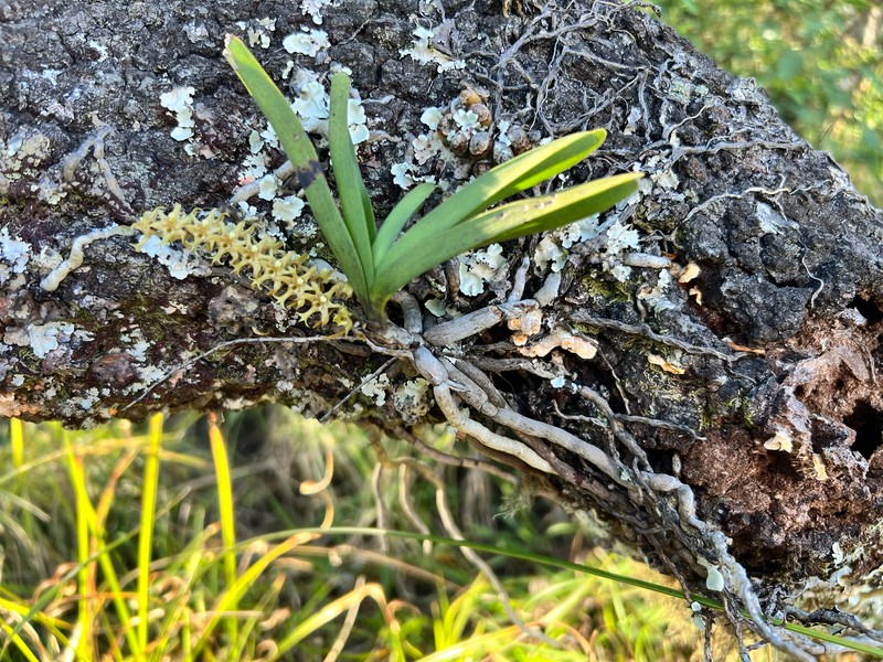 Ypsilopus tricuspis photo 4