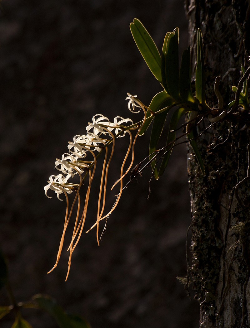 Ypsilopus zimbabweensis