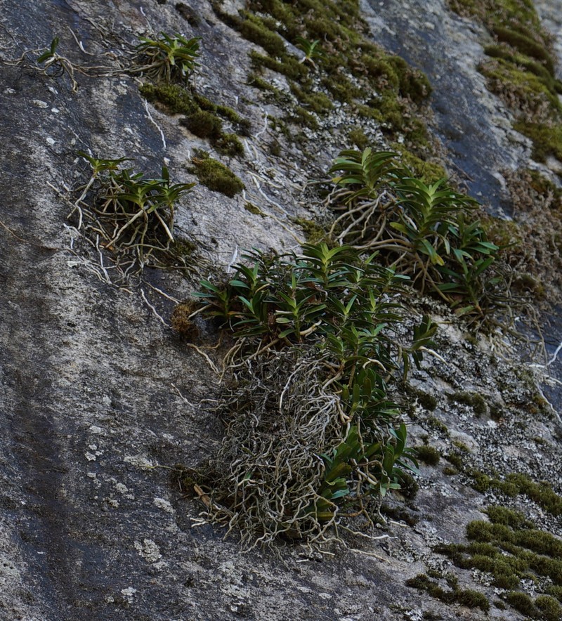 Ypsilopus zimbabweensis photo 2