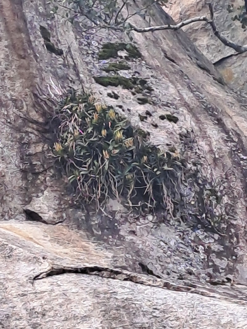 Ypsilopus zimbabweensis photo 3