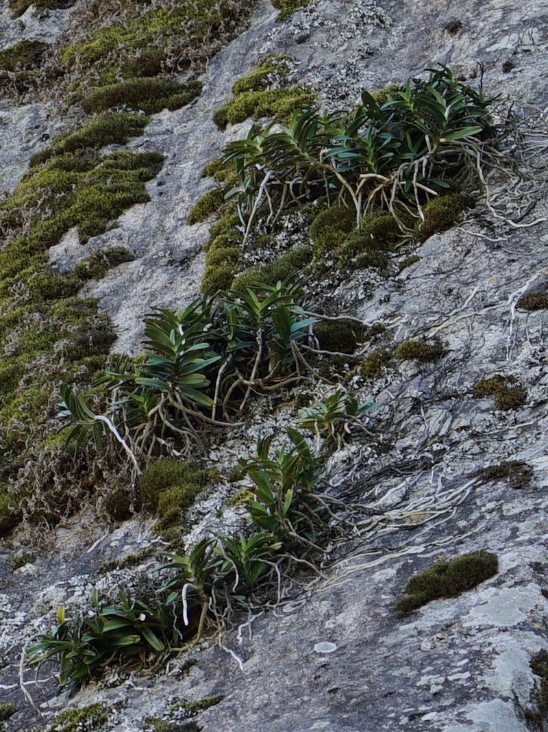 Ypsilopus zimbabweensis photo 4