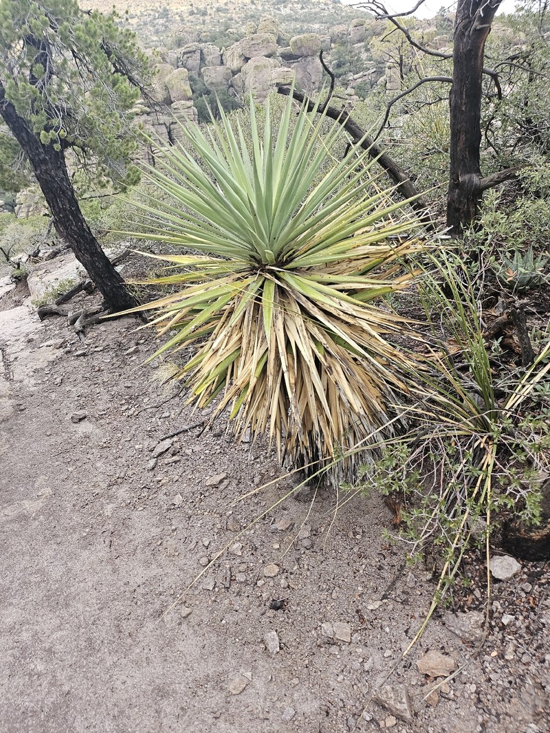 Schott's Yucca
