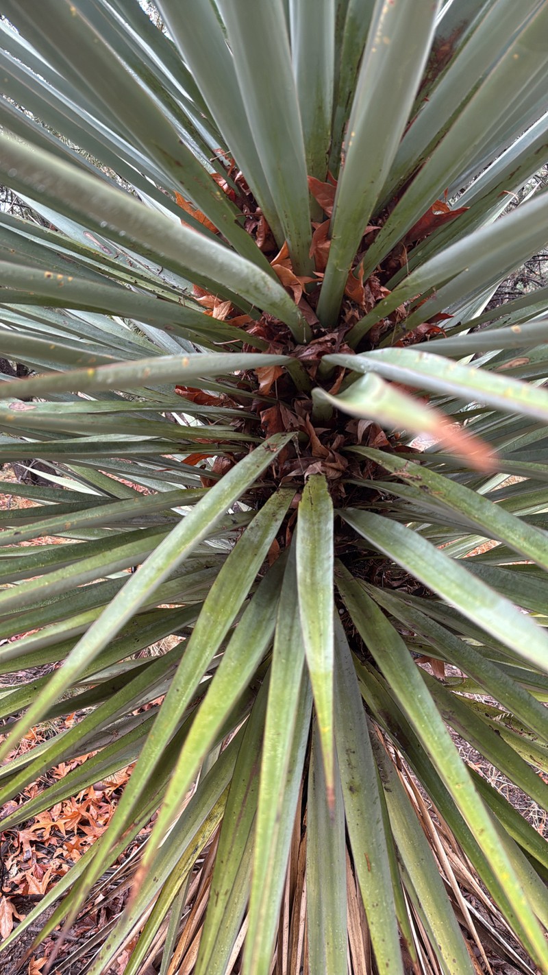 Schott's Yucca photo 2