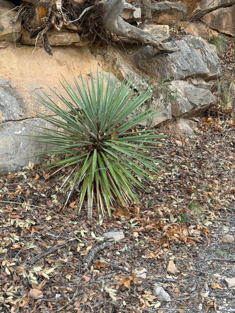 Schott's Yucca photo 3