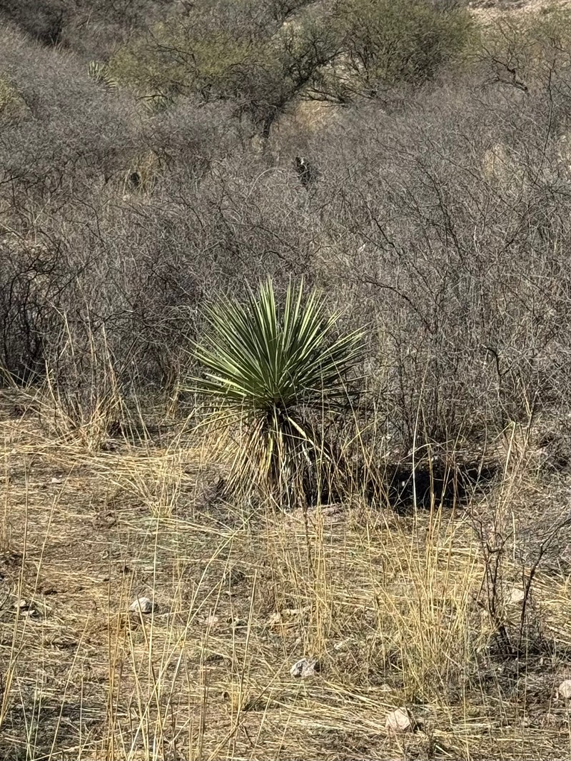 Schott's Yucca photo 4