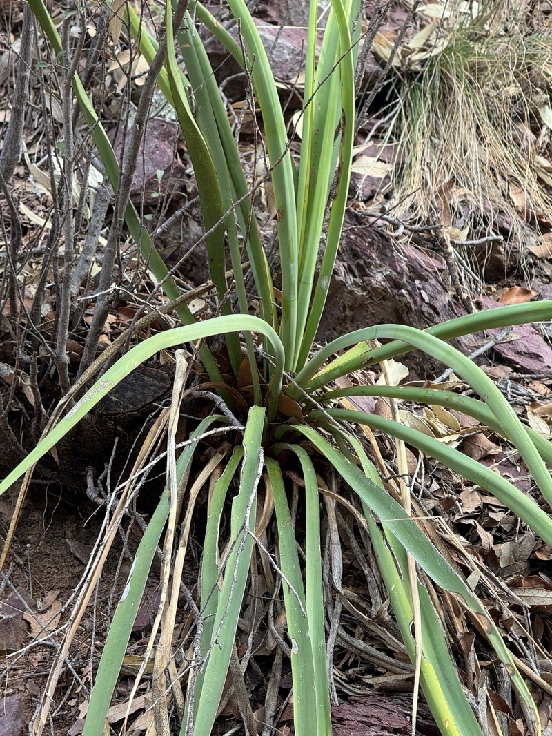 Schott's Yucca photo 5