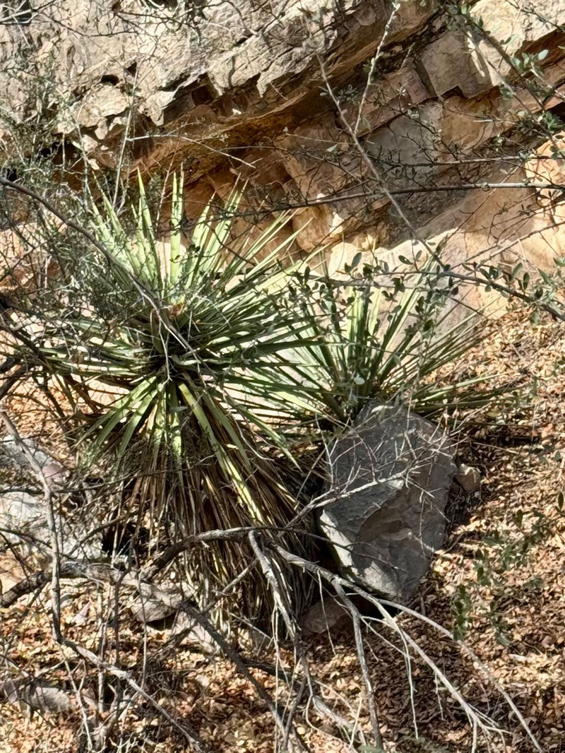 Schott's Yucca photo 6