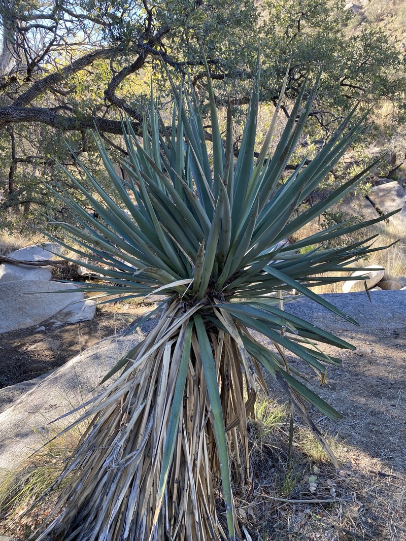 Schott's Yucca photo 7