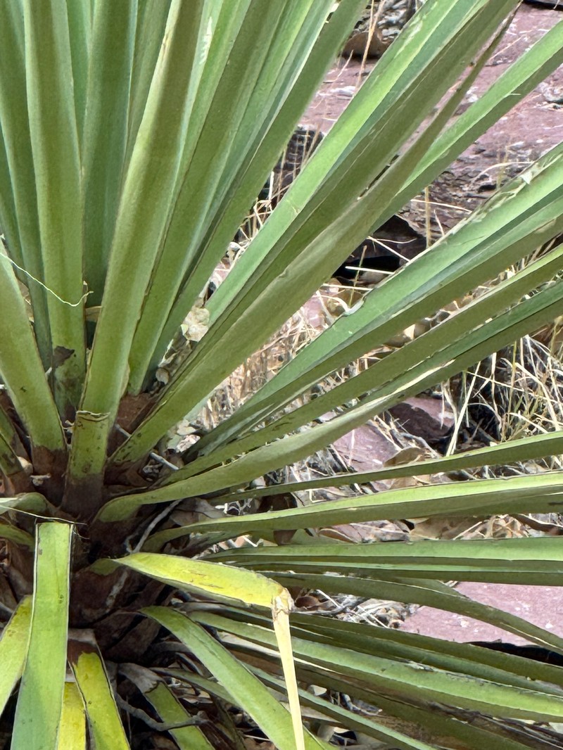 Schott's Yucca photo 8