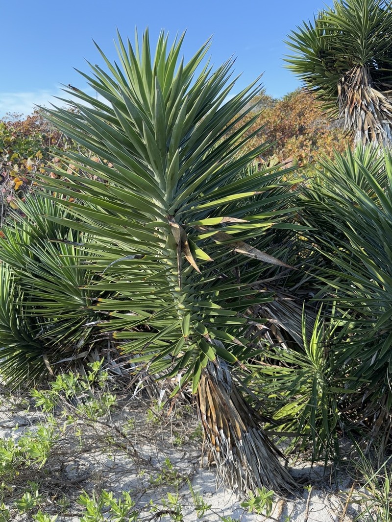 Aloe Yucca photo 4