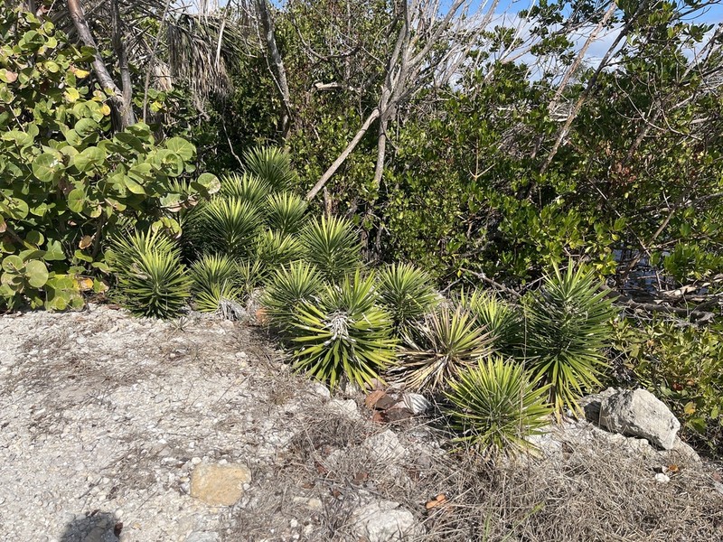 Aloe Yucca photo 5