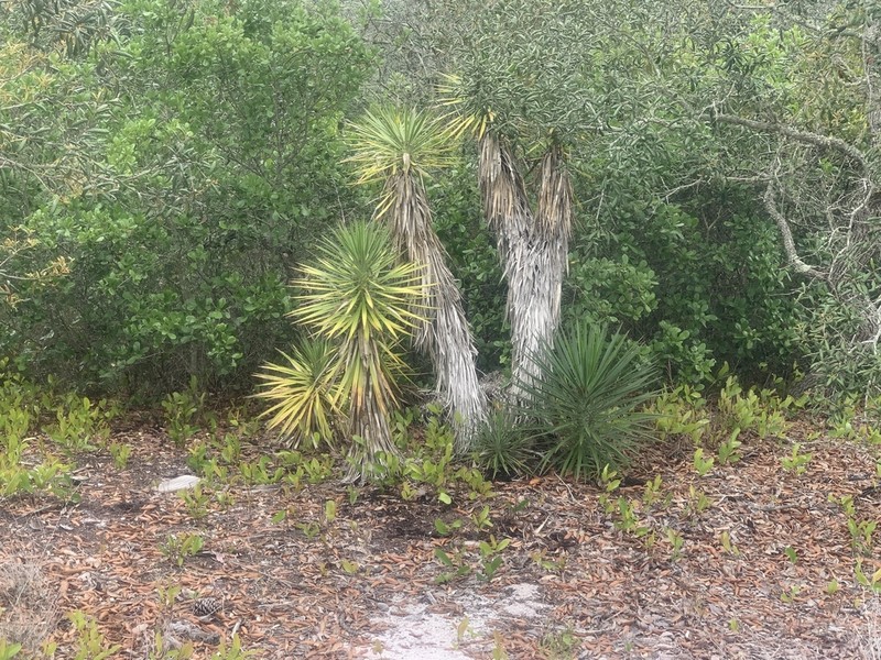 Aloe Yucca photo 6