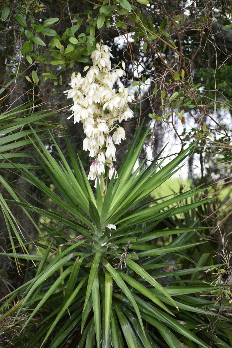 Aloe Yucca photo 7