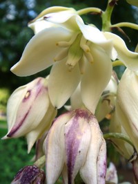 Aloe Yucca