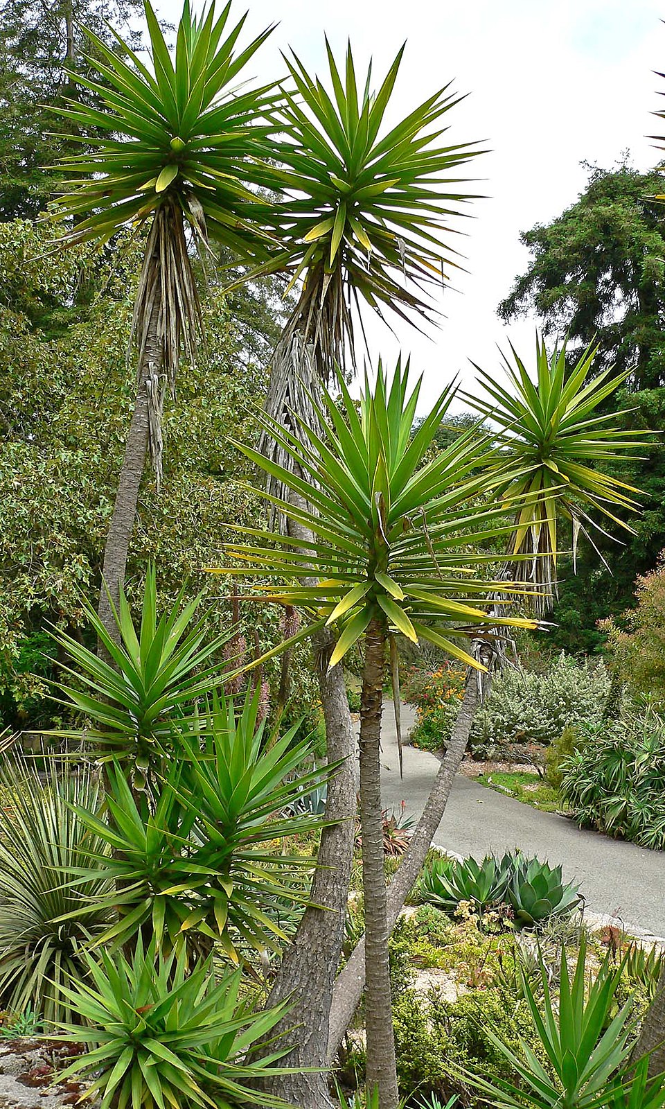 Aloe Yucca photo 5