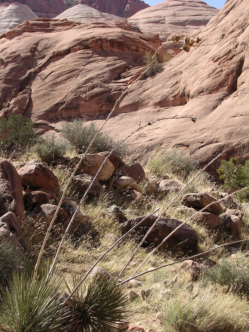 Narrowleaf Yucca