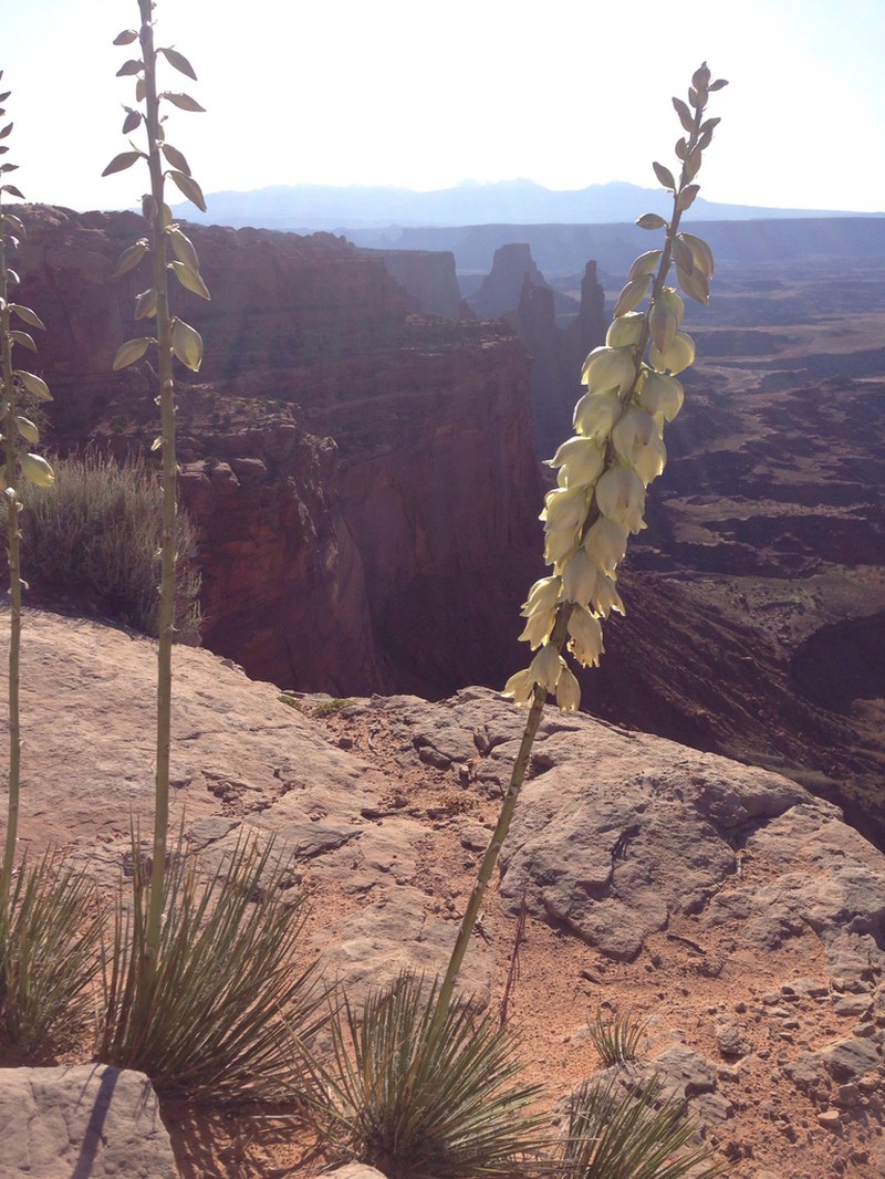 Narrowleaf Yucca photo 2
