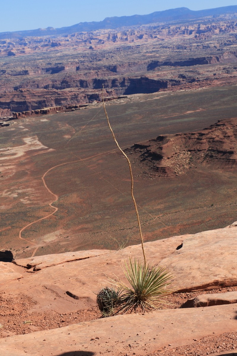 Narrowleaf Yucca photo 3