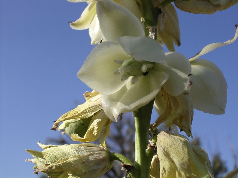 Narrowleaf Yucca photo 4