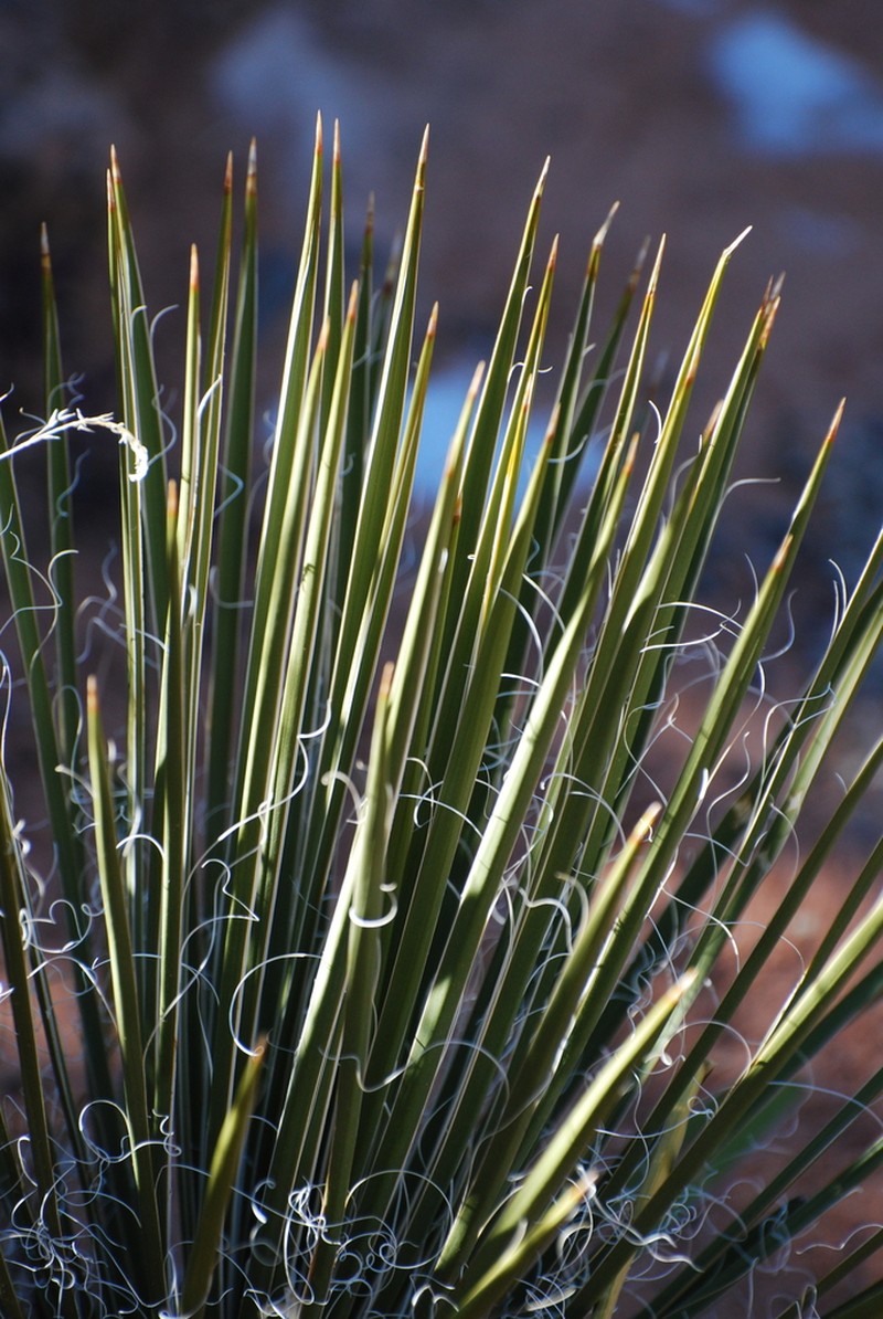Narrowleaf Yucca photo 5