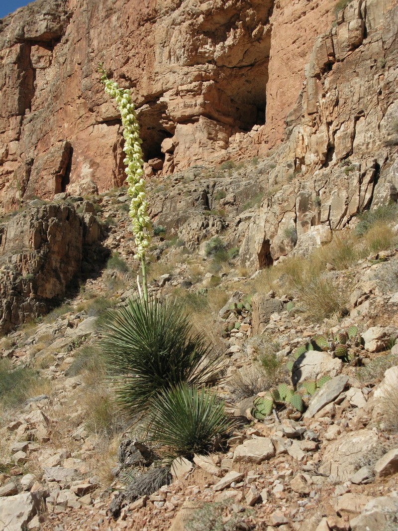 Narrowleaf Yucca photo 6