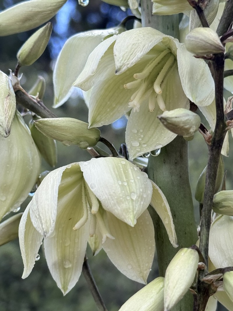 Narrowleaf Yucca photo 7