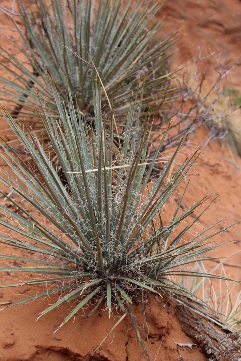 Narrowleaf Yucca photo 8