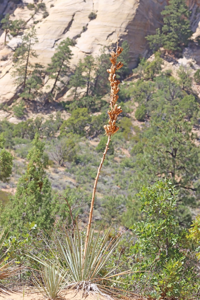 Yucca angustissima var. angustissima