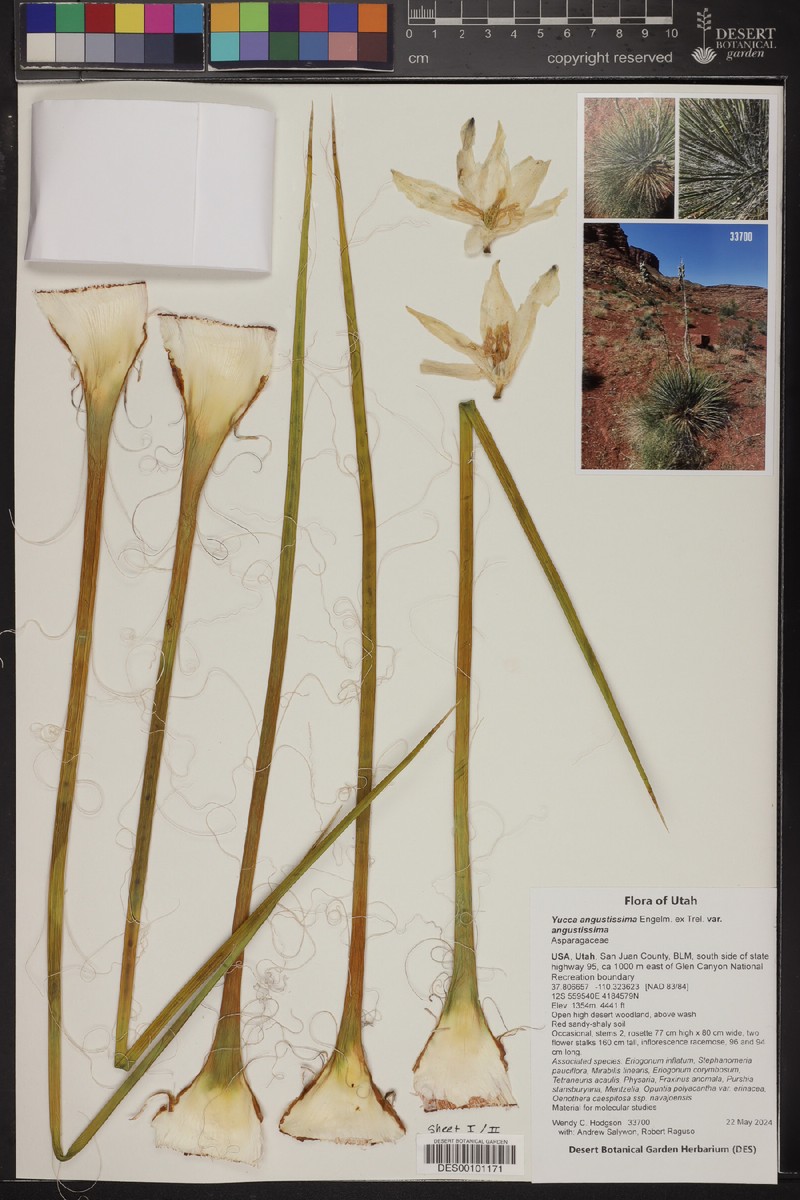 Yucca angustissima var. angustissima photo 2