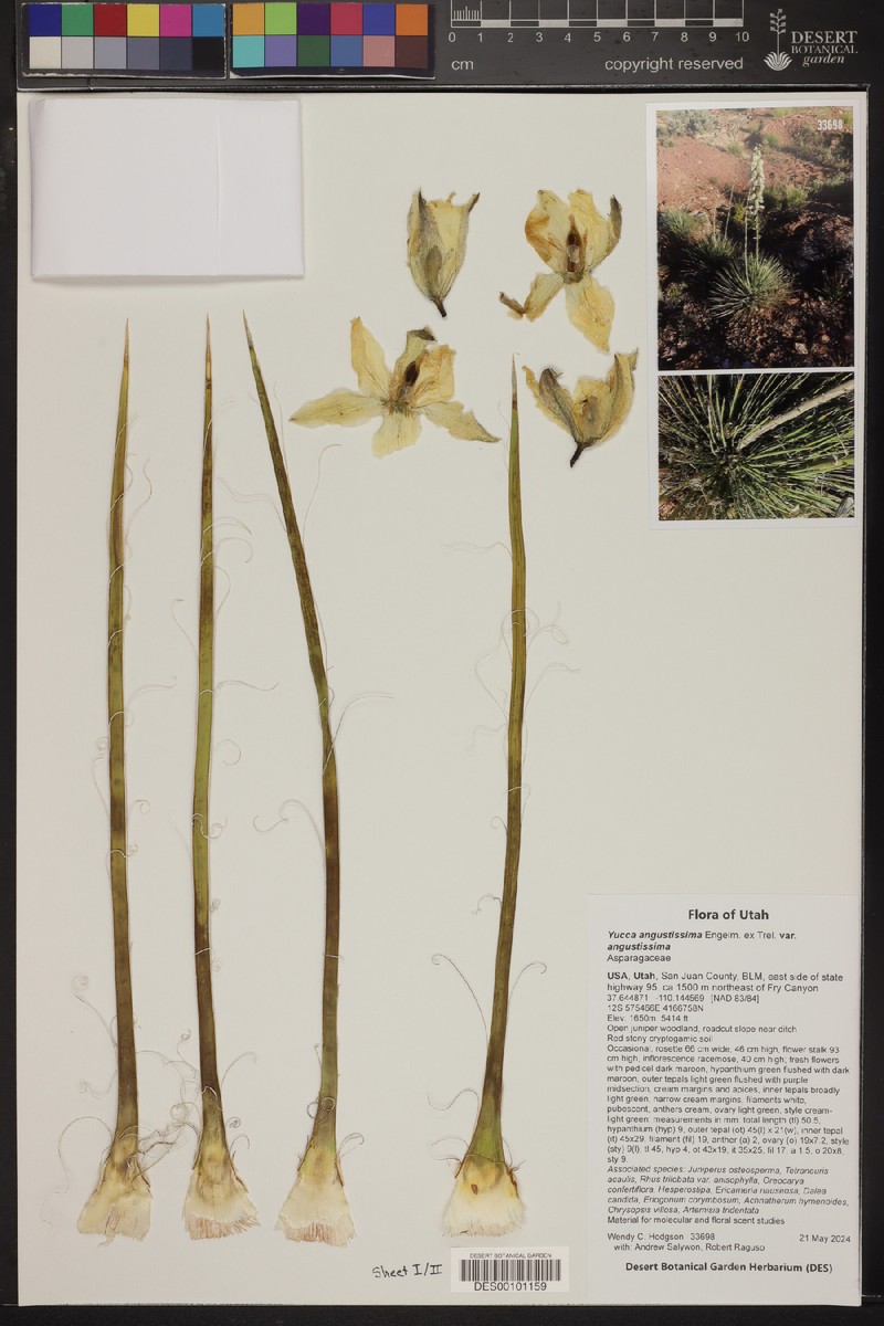 Yucca angustissima var. angustissima photo 3