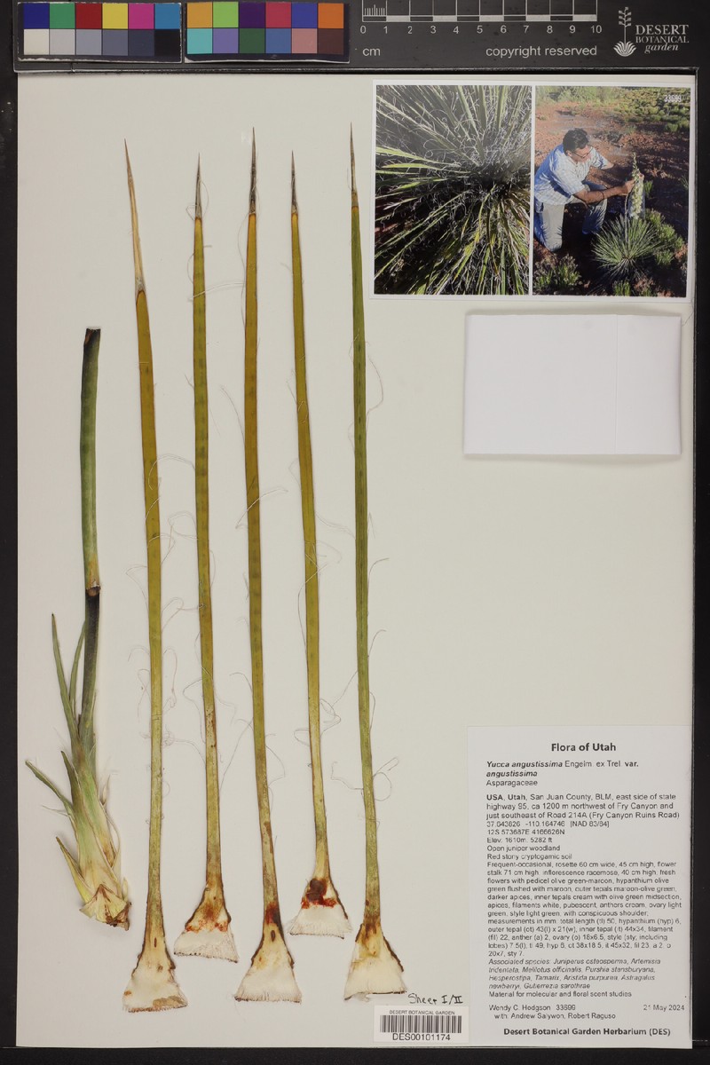 Yucca angustissima var. angustissima photo 4