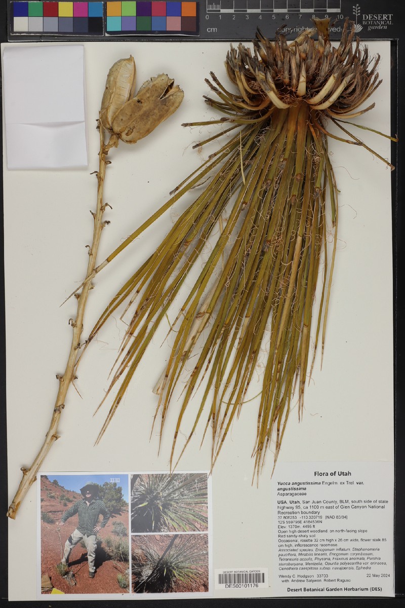 Yucca angustissima var. angustissima photo 5