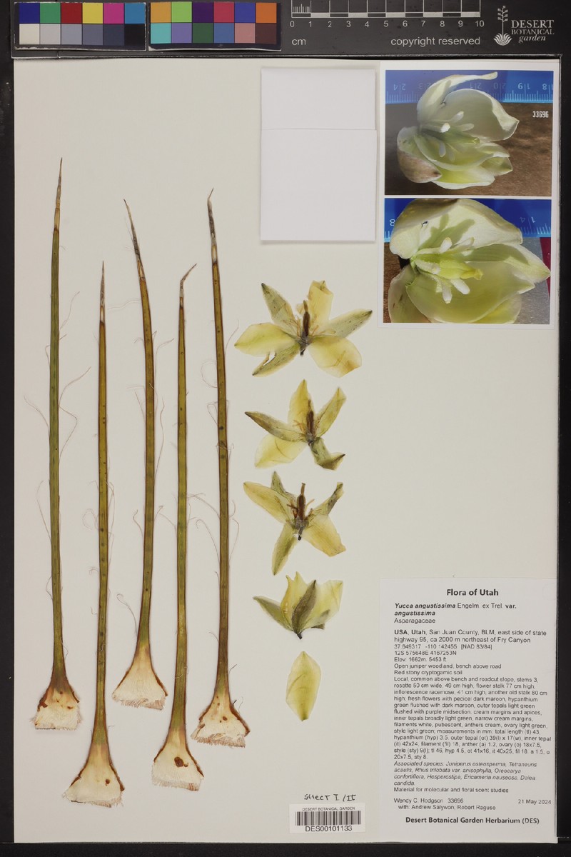 Yucca angustissima var. angustissima photo 6