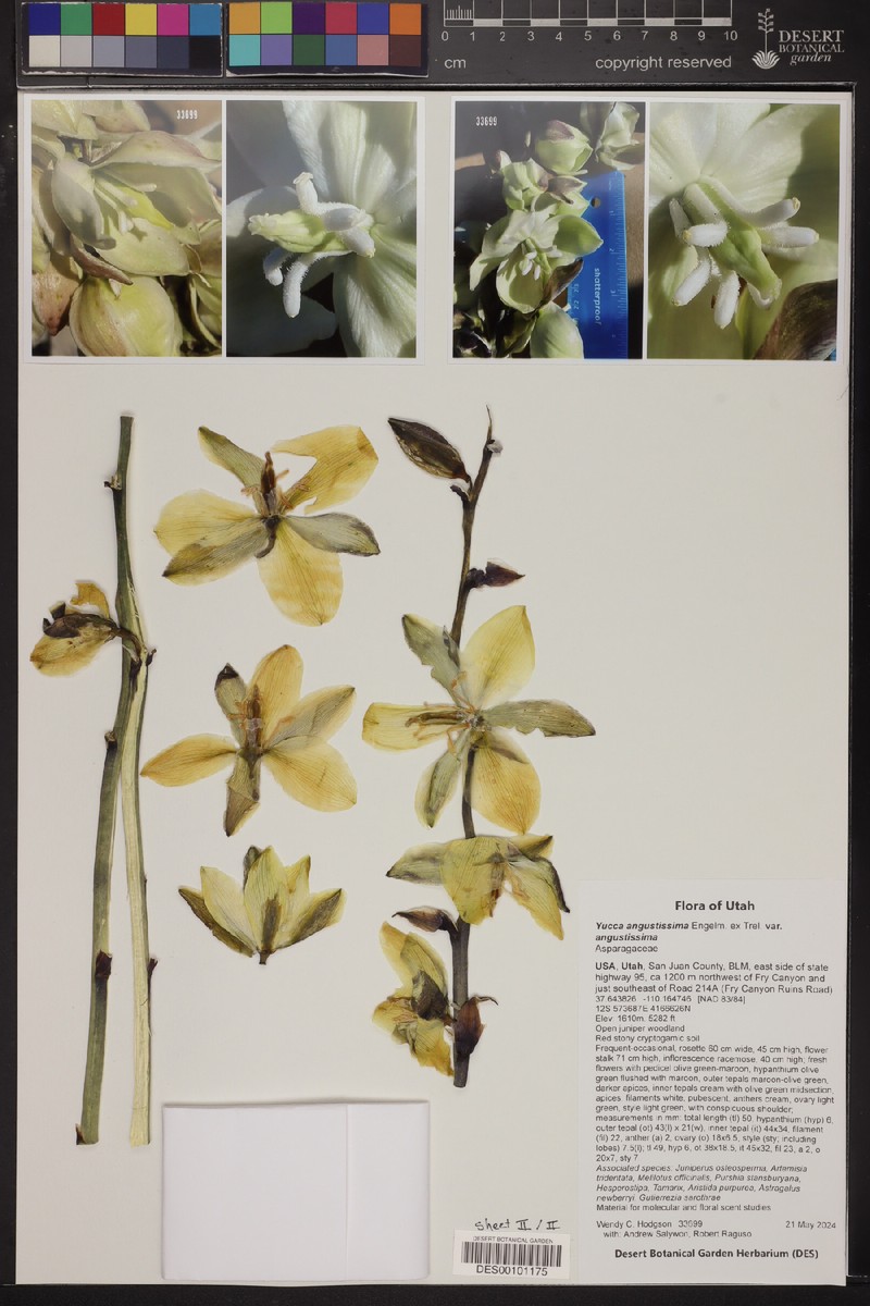 Yucca angustissima var. angustissima photo 8